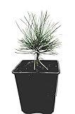 Seedeo® Zirbel-Kiefer/Zirbe (Pinus cembra) ca. 10...