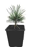 Seedeo® Zirbel-Kiefer/Zirbe (Pinus cembra) ca. 10...