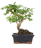 Bonsai Ligustrum, S-Form, echter Zimmerbonsai im 8...