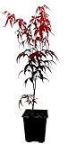 Seedeo® Roter Fächerahorn (Acer palmatum...