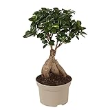 Plant in a Box - Ficus Ginseng - Bonsai Baum -...