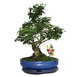 Exotenherz - Bonsai Chinesischer Liguster -...