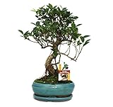 Exotenherz - Bonsai Chinesischer Feigenbaum -...