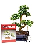 Genki-Bonsai Anfänger Bonsai-Set chin. Liguster...