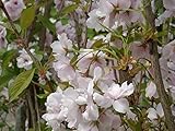 Japanische Säulenkirsche 'Amanogawa' - Prunus...
