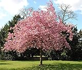 hua xian zi Bonsai-Baum Japanische Sakura-Samen....