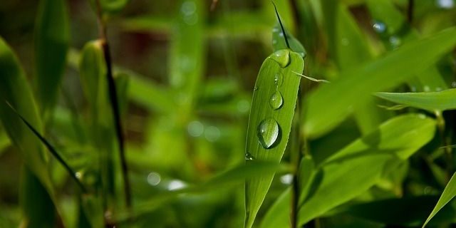 Pfeilbambus Pflege Pflanzung Von Pseudosasa Japonica